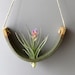 see more listings in the Air Plant Cradles section