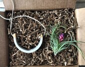 Gorgeous Small Hanging Air Plant Cradle Air Plant Gift Box Bundle FREE SHIPPING