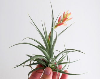 Tillandsia Air plant - Blooming Soon Leonamiana x Stricta Hybrid - Very Limited Quantity