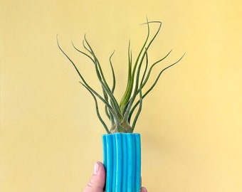Small turquoise blue ceramic flower bud vase - perfect for air plant too