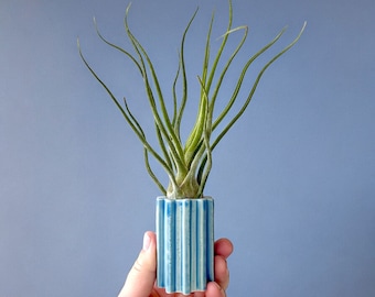 Small periwinkle cornflower blue ceramic flower bud vase - Perfect for air plant too