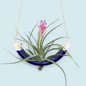 Small Handmade Royal Navy Blue Ceramic Air Plant Cradle - Limited Edition