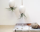 Hanging Air Plant Planter - Silky Matte White by mudpuppy