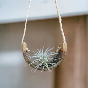 Tillandsia Air plant Gorgeous Tectorum Live House Plant for small hanging bromeliad air plant holder image 2