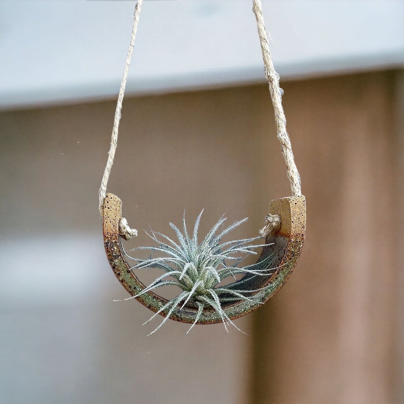 Tillandsia Air plant Gorgeous Tectorum Live House Plant for small hanging bromeliad air plant holder image 2