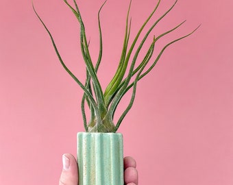 Small pistachio green ceramic flower air plant bud vase - perfect for air plant too