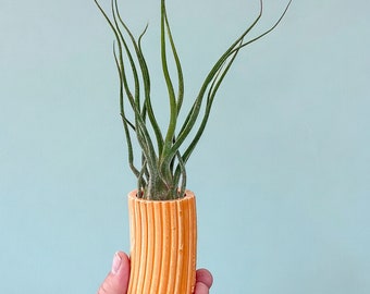 Small creamsicle orange celadon ceramic flower bud vase - perfect for air plants too