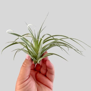 Tillandsia Air Plant - beautiful and full Pohliana