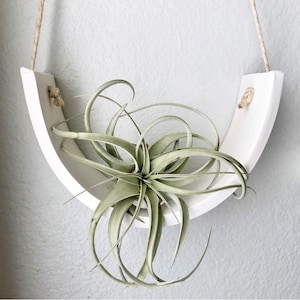 Large White Earthenware Hanging Tillandsia Air Plant Holder Interior Home Decoration Planter