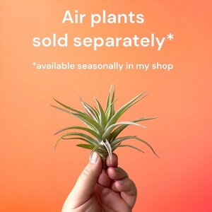 May include: A hand holding a green air plant against a peach colored background. The text "Air plants sold separately*" and "*available seasonally in my shop" is written in white on the background.
