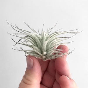 Tillandsia Air plant Gorgeous Tectorum Live House Plant for small hanging bromeliad air plant holder image 1