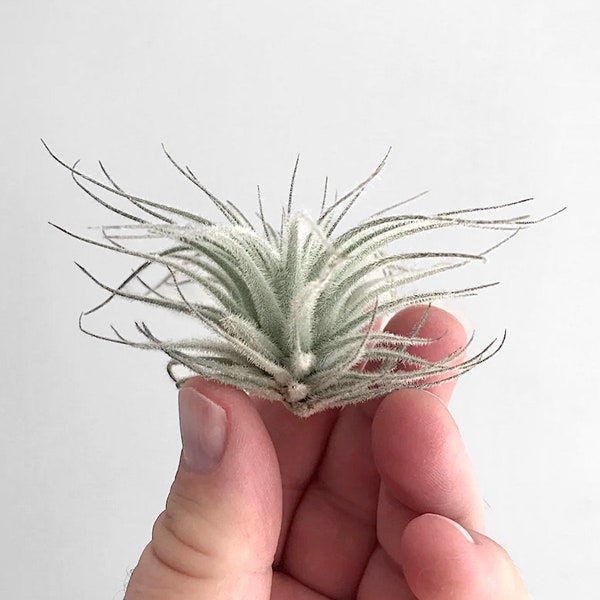 Tillandsia Air plant - Gorgeous Tectorum Live House Plant for small hanging bromeliad air plant holder