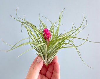 Tillandsia Air Plant - beautiful large blooming stricta soft - very limited availability