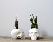 Ceramic Skull Planter - perfect for cactus succulent or air plant