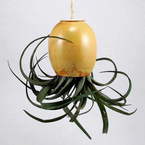 Hanging Air Plant Pod (tm) - Spicy Mustard Gold with hints of Brown