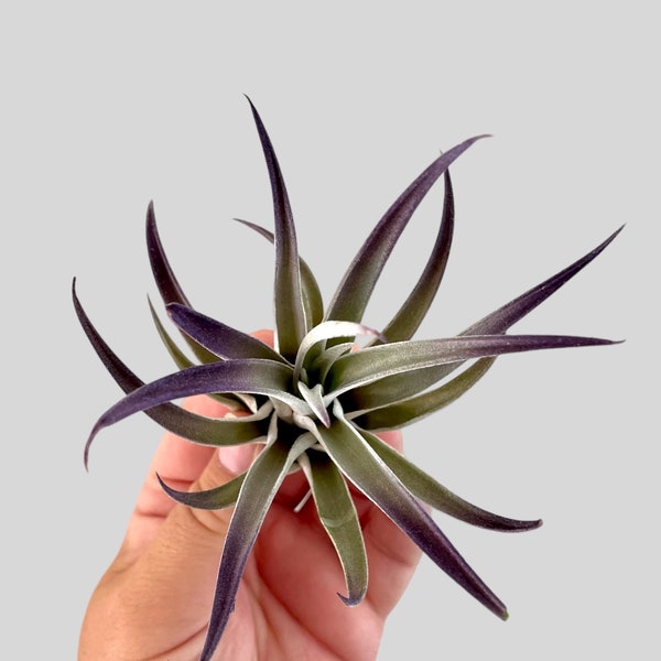 Tillandsia Air Plant - purple plagiotropica