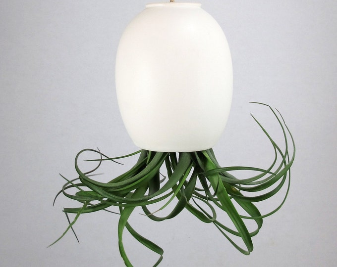 LARGE Hanging Air Plant Pod tm Silky Matte White Etsy