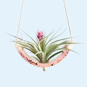 May include: A pink and white ceramic planter with a speckled finish hangs from a white rope. A green air plant with a pink flower blooms inside the planter.