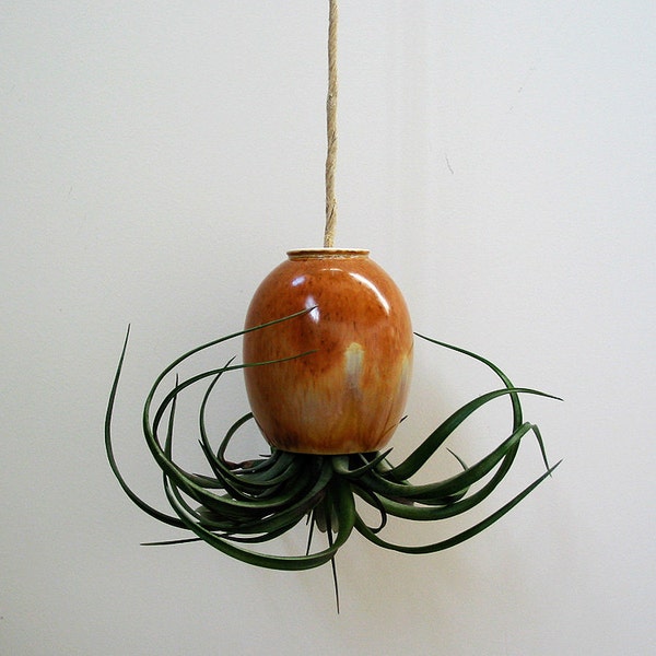 Golden Delicious Hanging Air Plant Pod (tm) - Red / Gold