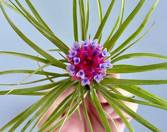 Tillandsia Air Plant - beautiful large blooming stricta soft - very limited availability