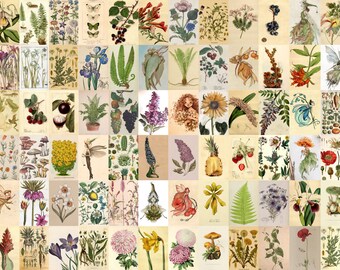 Vintage Botanical Print Set: Fairycore Cottagecore Wall Art (Digital Download)