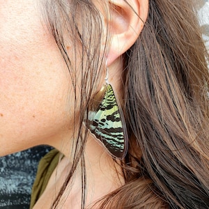 Peruvian Green Sunset Moth Iridescent Earrings