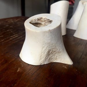 cow leg bones ii
