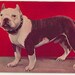 1906 Vintage red pitbull dog photo terrier pit male black and white puppy bull