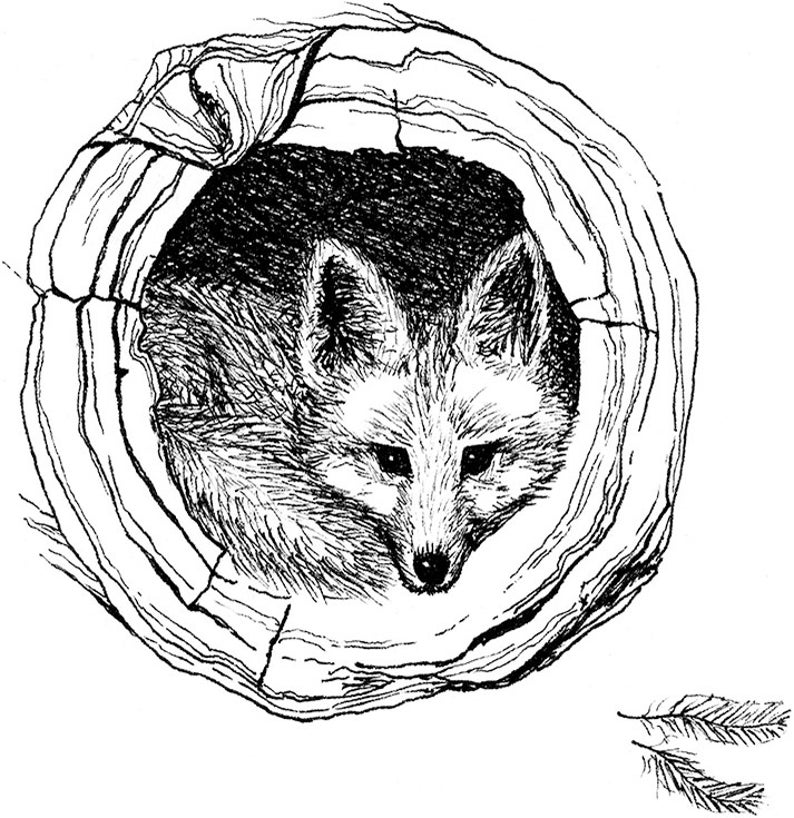 Fox Illustration Note Card image 4