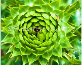 Jigsaw Art Puzzle Unblooming Thistle Nathan Baerreis 500 Piece