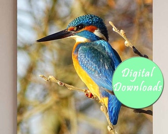 Rustige Nederlandse natuur: Kingfisher digitale foto - direct downloaden