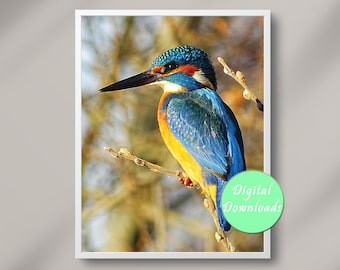 Tranquil Dutch Nature: Kingfisher Digital Photograph - Instant Download