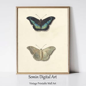 Antique Butterfly Drawing Print, Vintage Butterfly, Butterfly Study, Butterfly Artwork, Printable Wall Art, Insect Decor Fine Art Print, Art