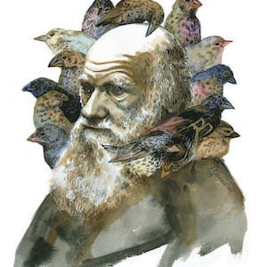 Charles Darwin with Finches portrait print in multiple sizes