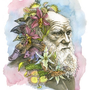 Charles Darwin II portrait- illustration print in multiple sizes