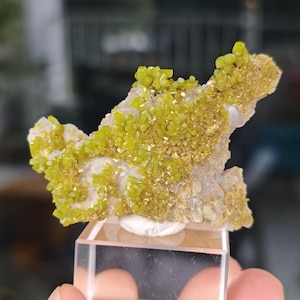 Op de afbeelding: Een mineraalexemplaar met clusters van levendige gele, kristallijne formaties bevestigd aan een lichtgekleurde, getextureerde rotsmatrix. Het exemplaar is gemonteerd op een doorzichtige, vierkante acryl displaystandaard.