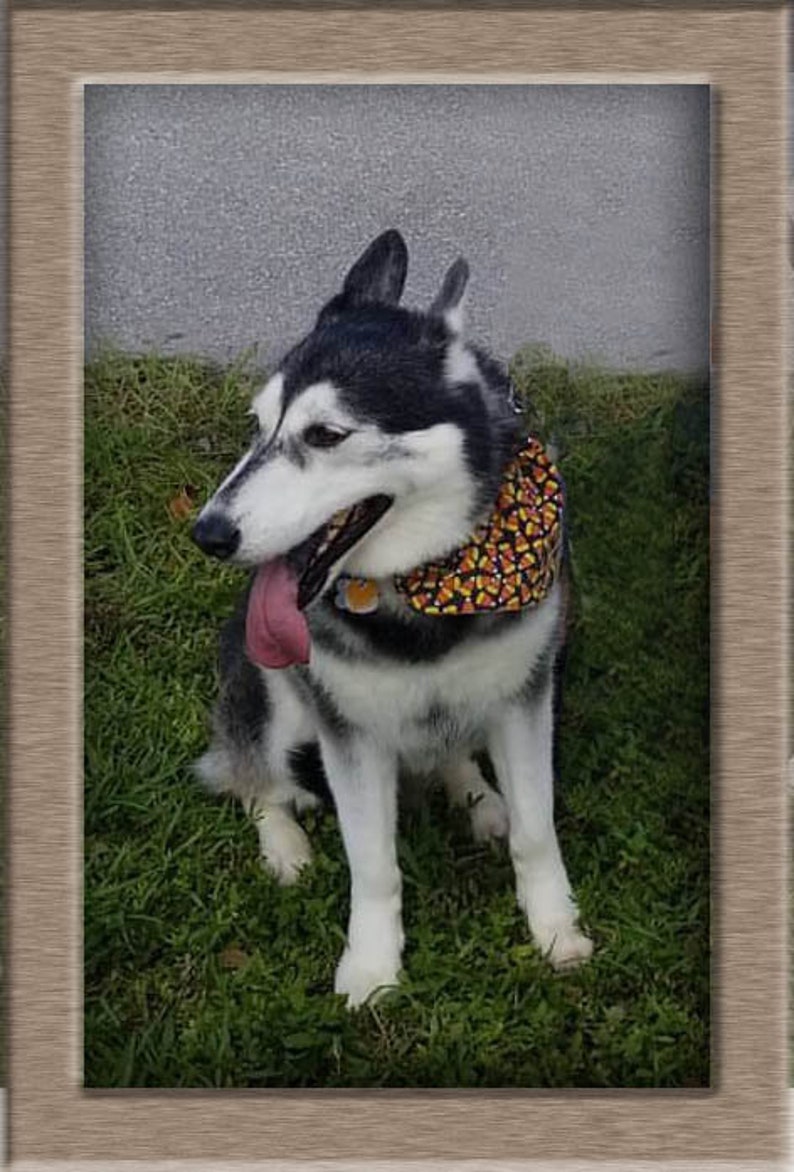 Forest Print Deer Squirrel Acorn Dog Bandana Over the Collar Pet Scarf Cat Bandana Custom Dog Neckerchief