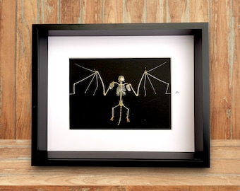 Esqueleto de murciélago con alas abiertas en marco de 25 x 20 cm