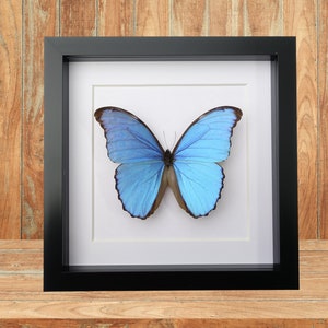 Puede incluir: Un ejemplar de mariposa morpho azul enmarcado con un marco negro y un paspartú blanco.