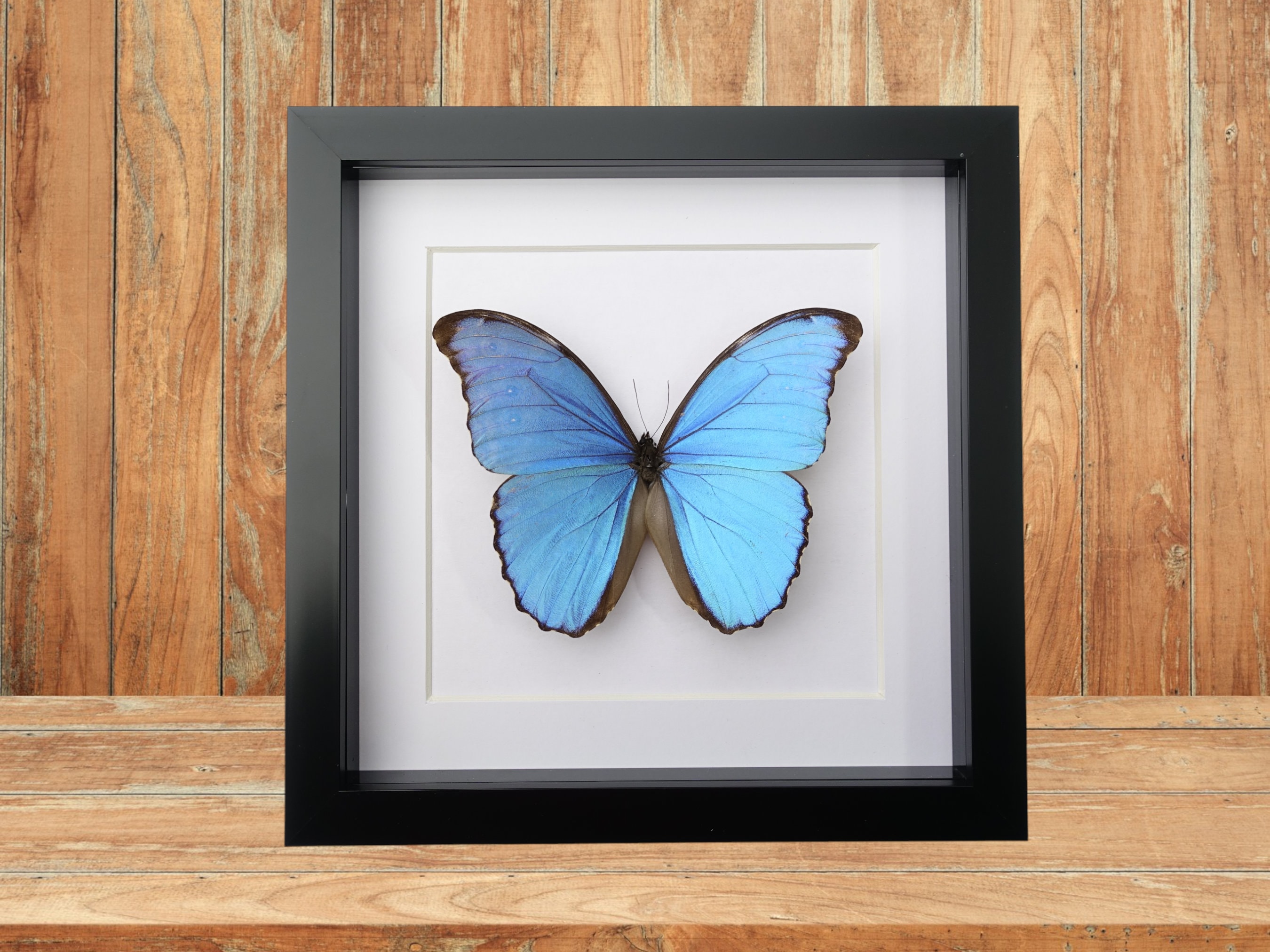 Morpho rhetenor helena - Etsy 日本