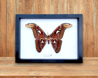 Papillon mâle de l'Atlas (Attacus Atlas)