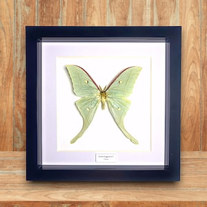 Puede incluir: Una polilla Luna verde enmarcada con una vena roja que atraviesa sus alas. La polilla se muestra sobre un fondo blanco con un marco negro. La etiqueta debajo de la polilla dice "Actias Luna (Linnaeus, 1758)"