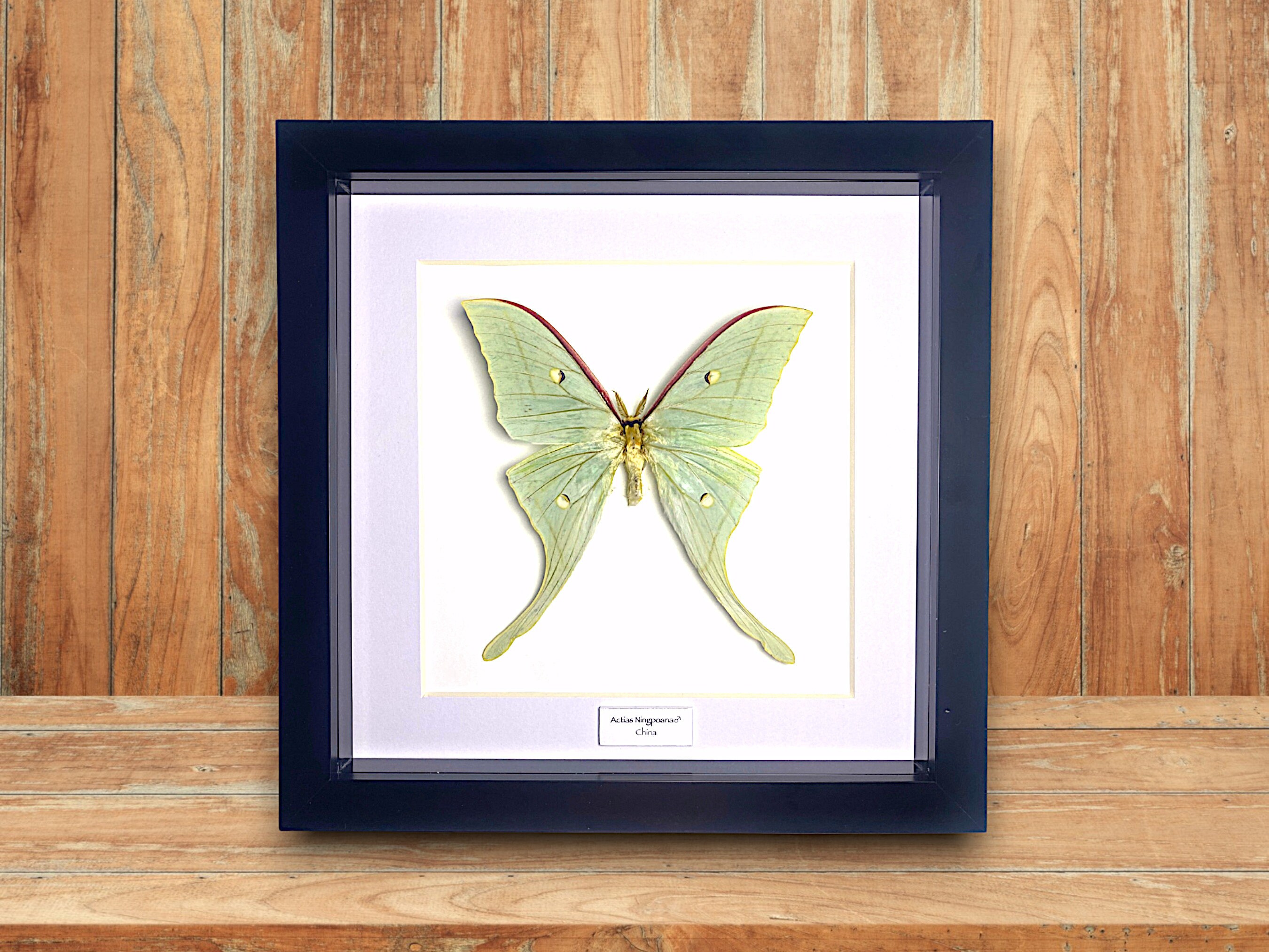 Chinese Moon Butterfly, (actias Ningpoana) - Etsy UK