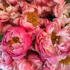 Op de afbeelding: Een boeket roze pioenen met gele centra. De pioenen zijn in een tros gerangschikt, sommige bloemen zijn in volle bloei en andere nog in knop.