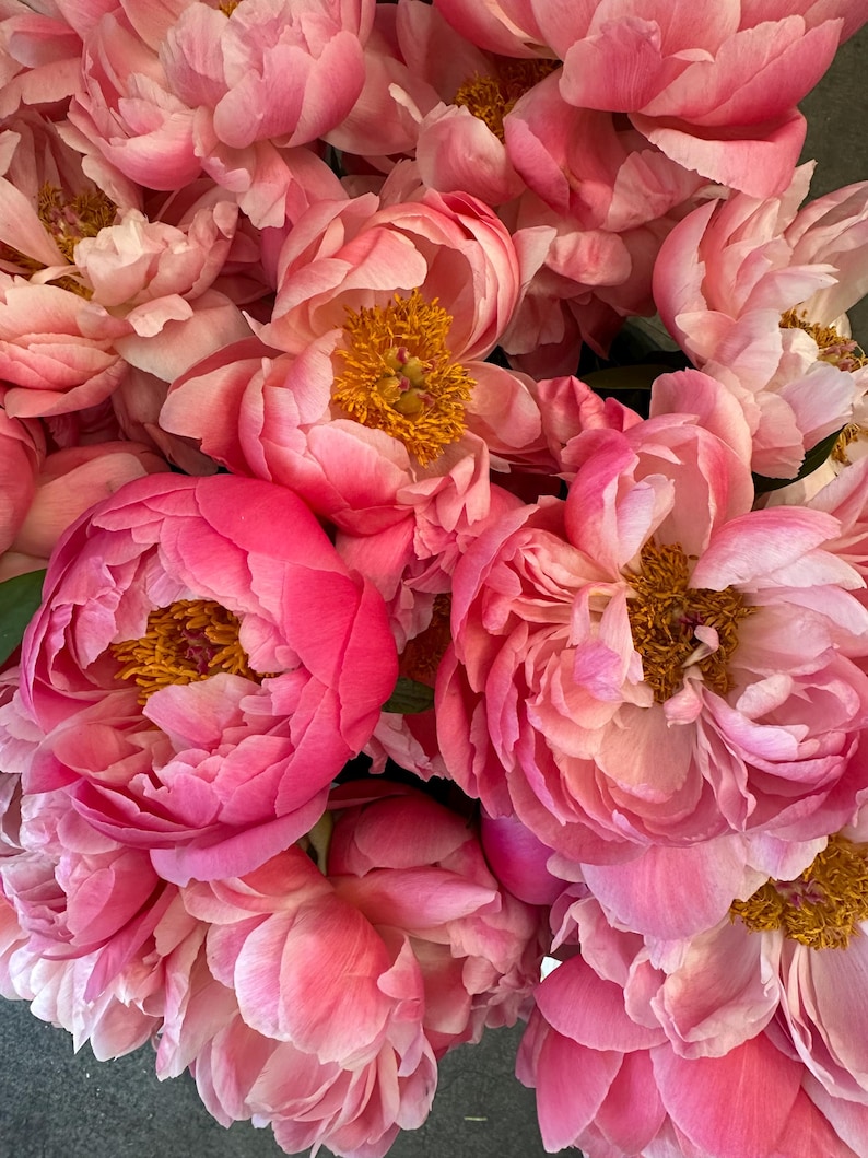 Op de afbeelding: Een boeket roze pioenen met gele centra. De pioenen zijn in een tros gerangschikt, sommige bloemen zijn in volle bloei en andere nog in knop.