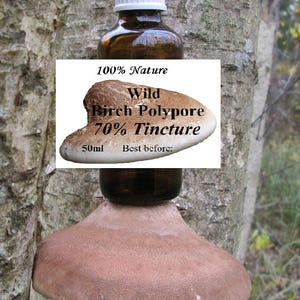 50 ml de teinture de champignon polypore de bouleau sauvage (Piptoporus Betulinus / Support de bouleau / Courroie de rasoir / Kanbatake) / produit naturel + cadeau