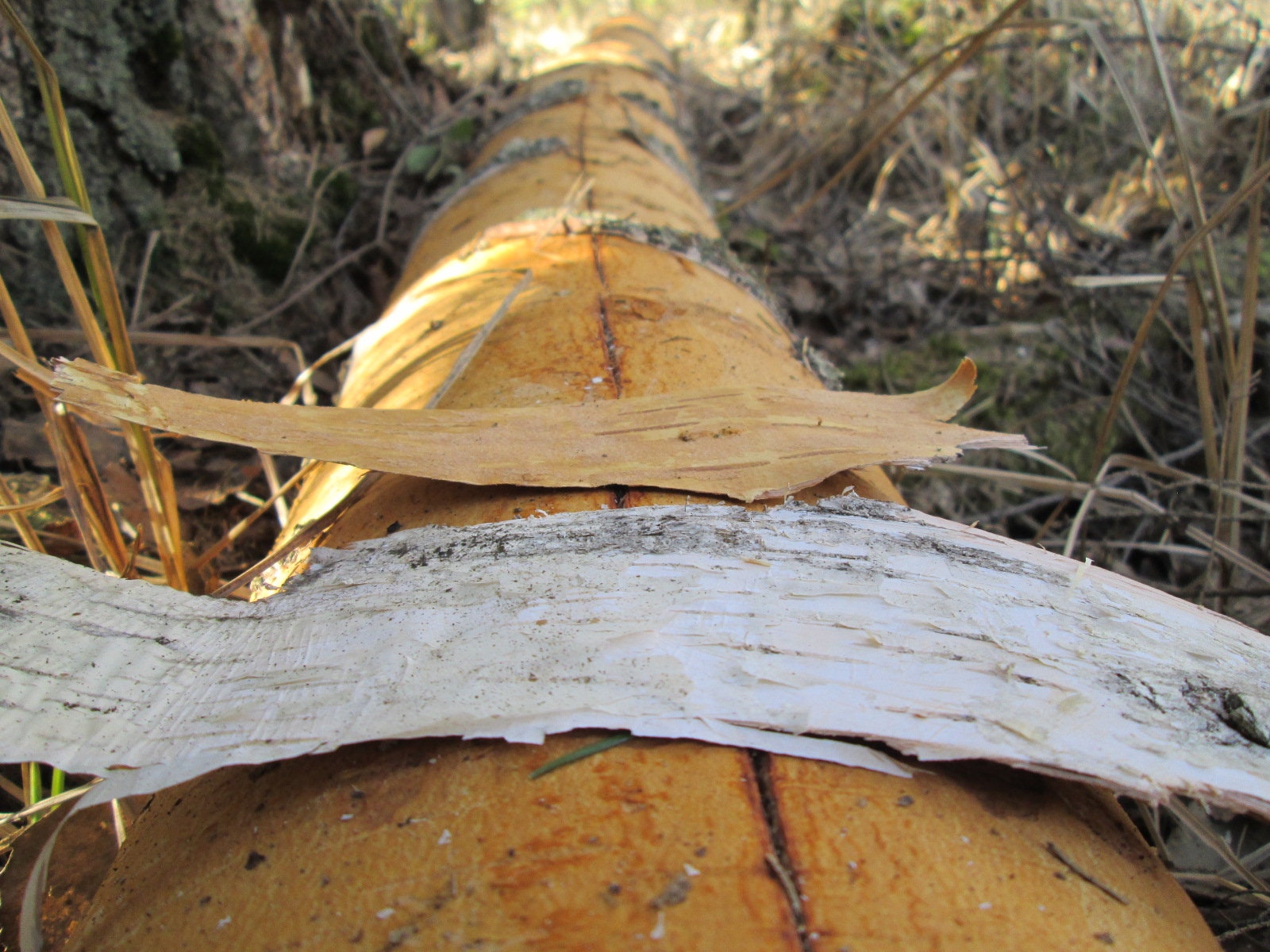 100ml Pure Tar / Natural Birch Tar / + Instructions on 7 Sheets! - Etsy