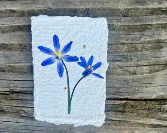 Flower Magnets, Botanical Art, Spring Flower Picture, Real Pressed Flowers, Mothers Day Gift