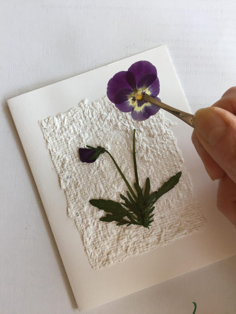 K&ouml;nnte beinhalten: Eine wei&szlig;e Karte mit einer gepressten violetten und gelben Stiefm&uuml;tterchen-Blume und gr&uuml;nen Bl&auml;ttern auf einem strukturierten wei&szlig;en Papierhintergrund.