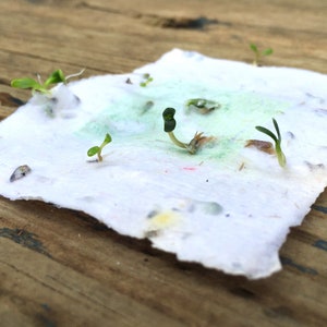 Sprouting Plantable Seed Paper.